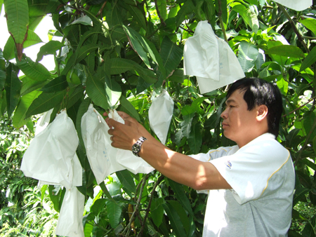 Túi bọc chuối