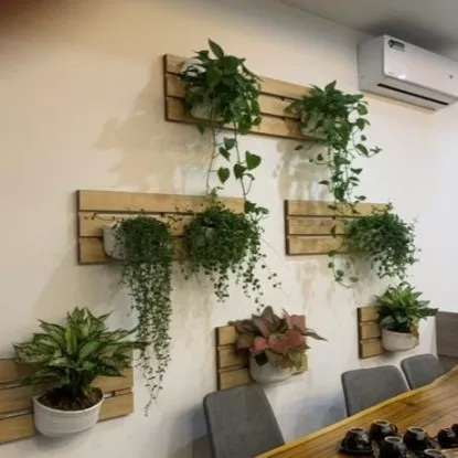 Cây văn phòng, cây phong thủy Mẫu 3